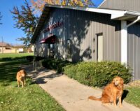 office dogs